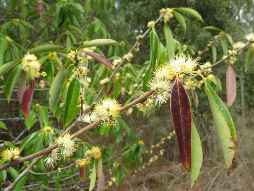 Symplocos tinctoria image
