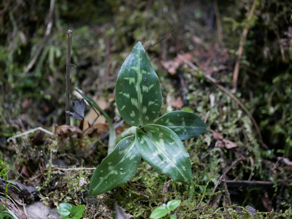 Goodyera daibuzanensis