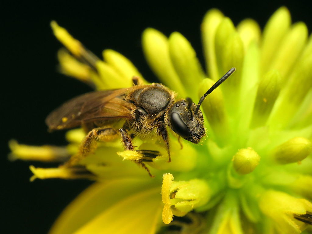 Quebec Sweat Bee