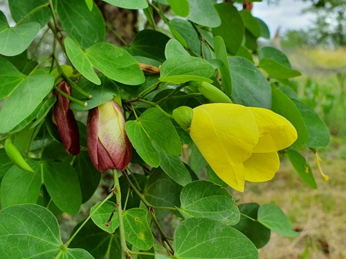 Bauhinia tomentosa