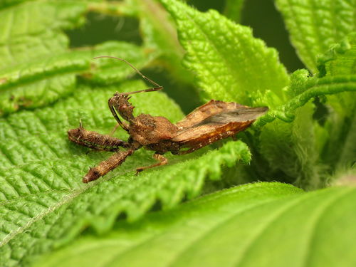 Spiny Assassin Bug photo 5