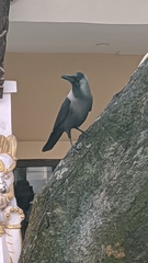 Corvus splendens