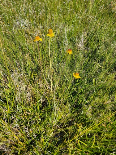 Bigelow's sneezeweed (Helenium bigelovii)