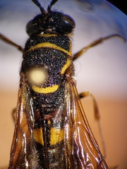 Leucospidae