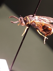 Leucospidae