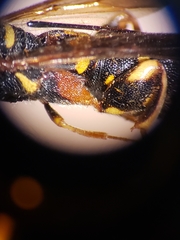 Leucospidae