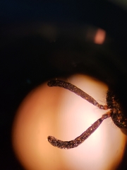 Leucospidae