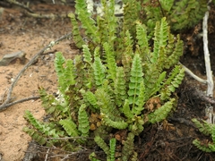 Horkelia cuneata puberula