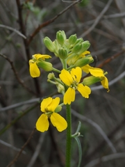 Erysimum suffrutescens
