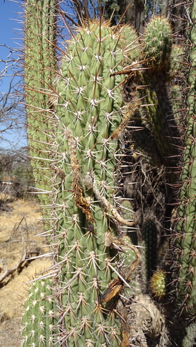 Quisco (Trichocereus chiloensis)