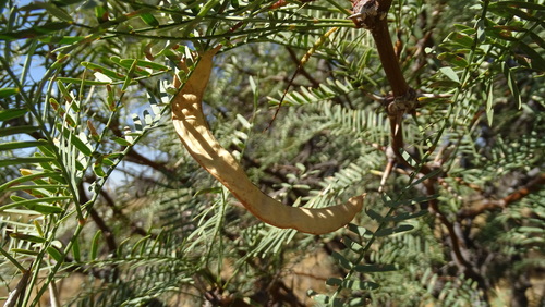 Chilean Mesquite (Neltuma chilensis)
