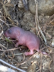 Otospermophilus beecheyi