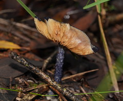 Entoloma panniculus
