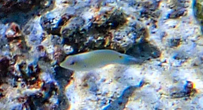 Halichoeres trimaculatus