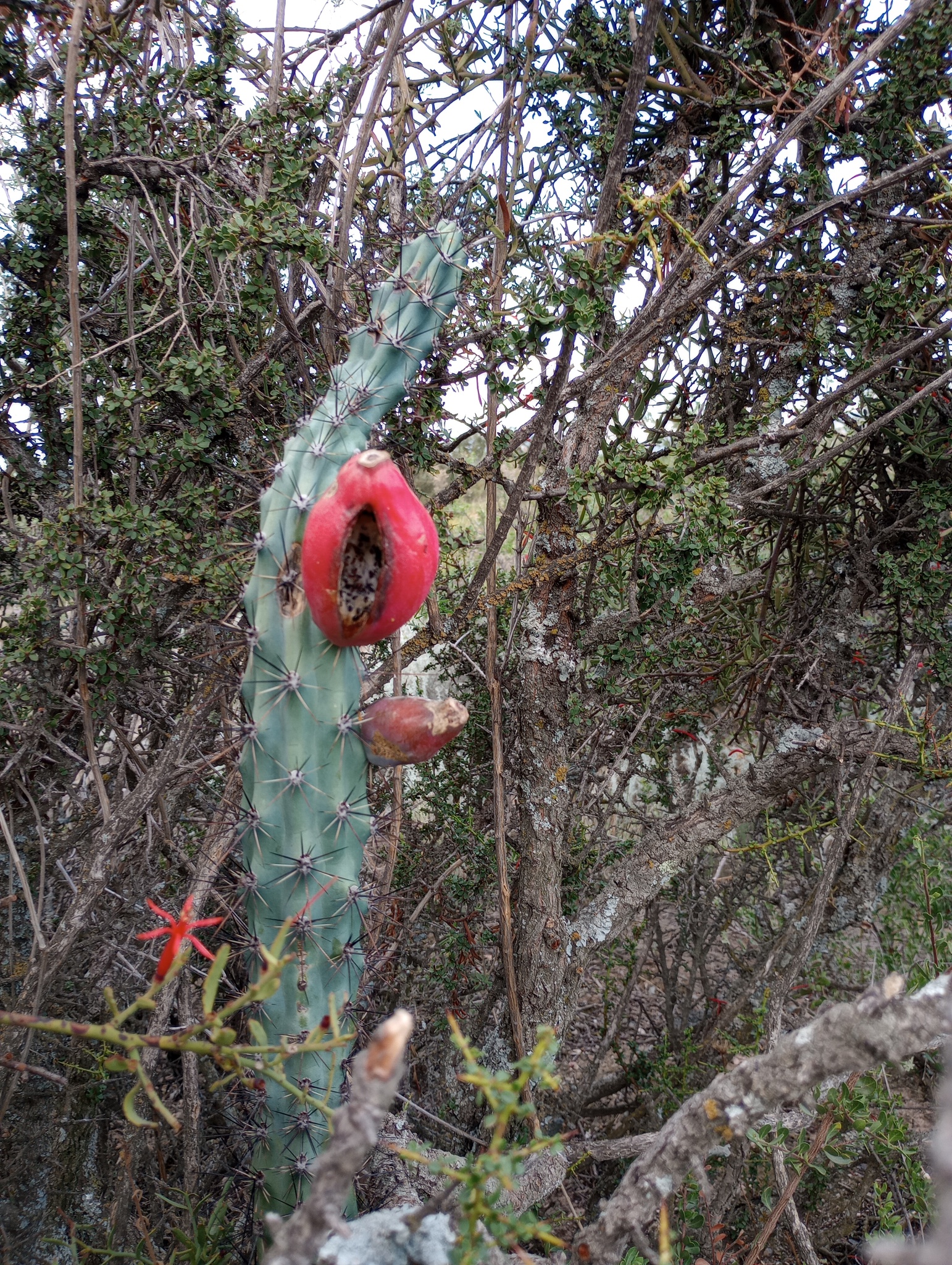 Cereus aethiops