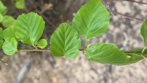 water birch (Betula occidentalis)