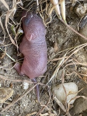 Otospermophilus beecheyi