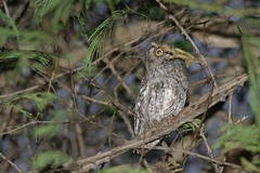 Otus senegalensis