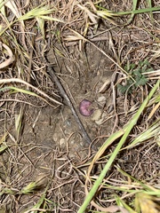 Otospermophilus beecheyi