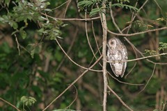 Otus senegalensis