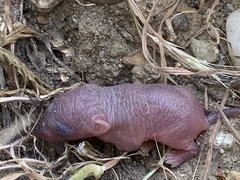 Otospermophilus beecheyi