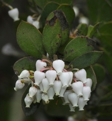 Arctostaphylos pilosula