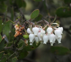 Arctostaphylos pilosula