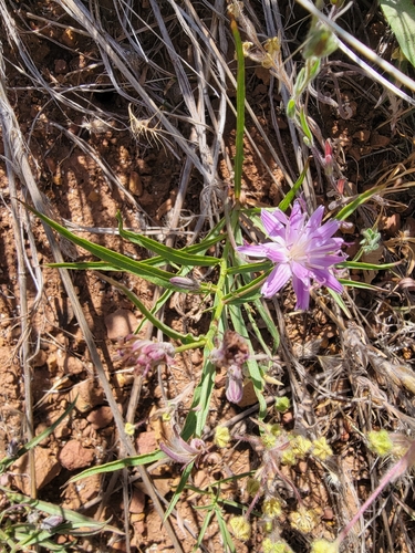 lettuce wirelettuce (Stephanomeria lactucina)
