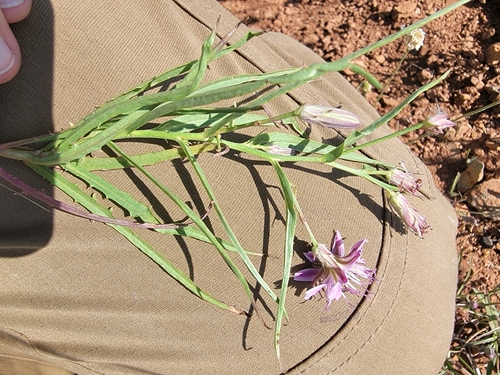 Stephanomeria lactucina, photograph 6