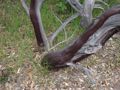 Arctostaphylos pilosula
