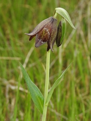 Fritillaria biflora biflora