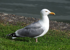Larus argentatus