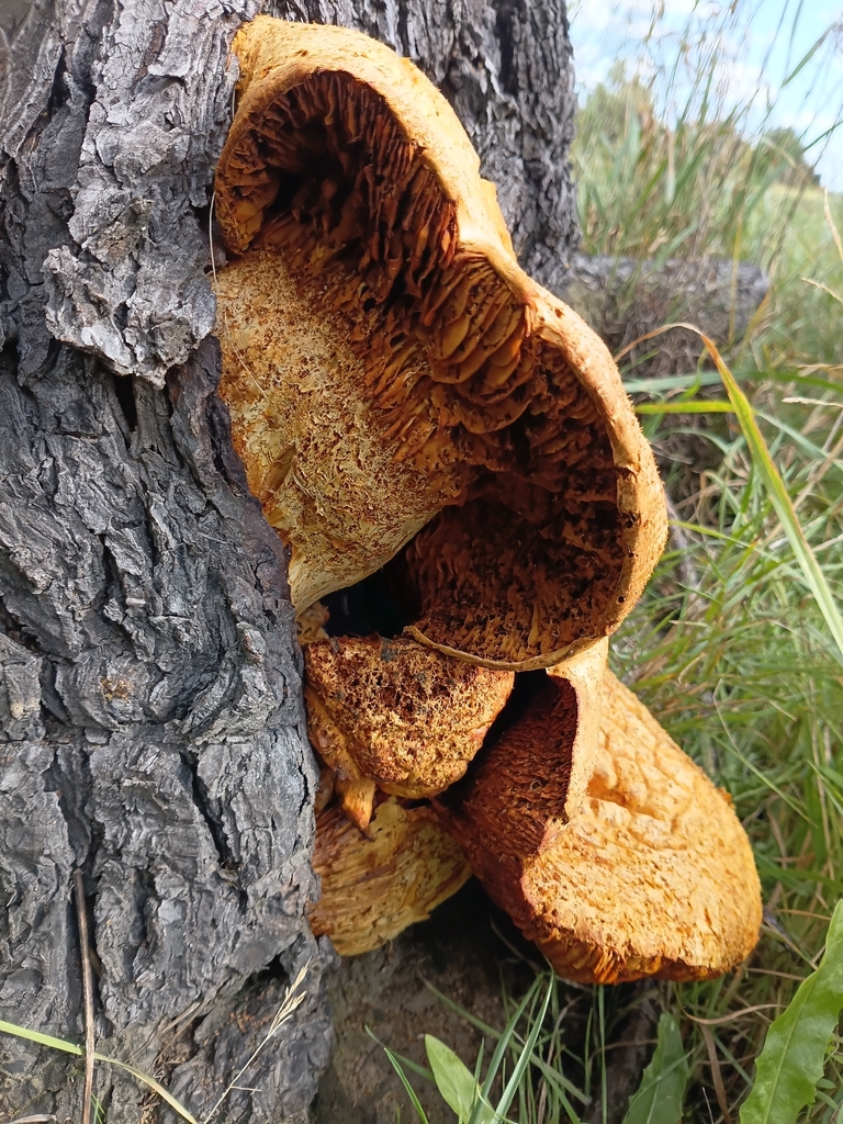 Gymnopilus junonius · April 2026 · photo: © meurkc (iNaturalist, cc-by)