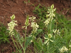 Astragalus curtipes