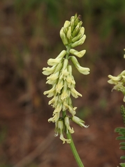 Astragalus curtipes