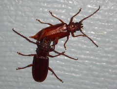 Cacodacnus planicollis