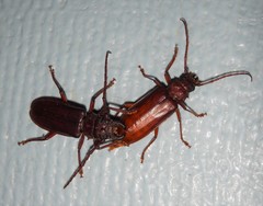 Cacodacnus planicollis