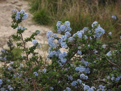 Ceanothus impressus impressus