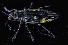 Austrochalcophora subfasciata
