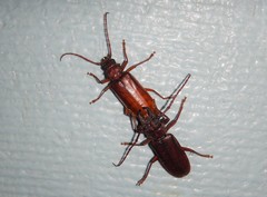 Cacodacnus planicollis