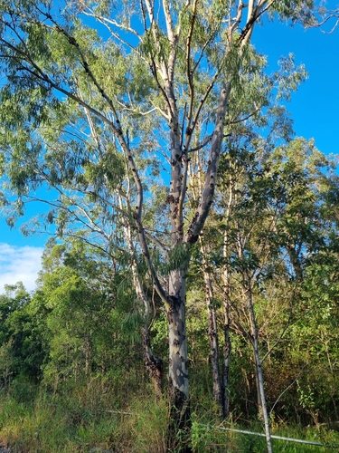 Carbeen (Corymbia tessellaris)