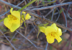 Neogaerrhinum filipes