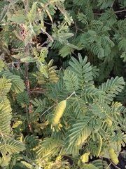 Senegalia bonariensis, photograph (c) Lucía Groposo, some rights reserved (CC BY)