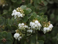 Arctostaphylos purissima purissima