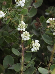 Arctostaphylos purissima purissima