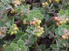 Arctostaphylos purissima purissima