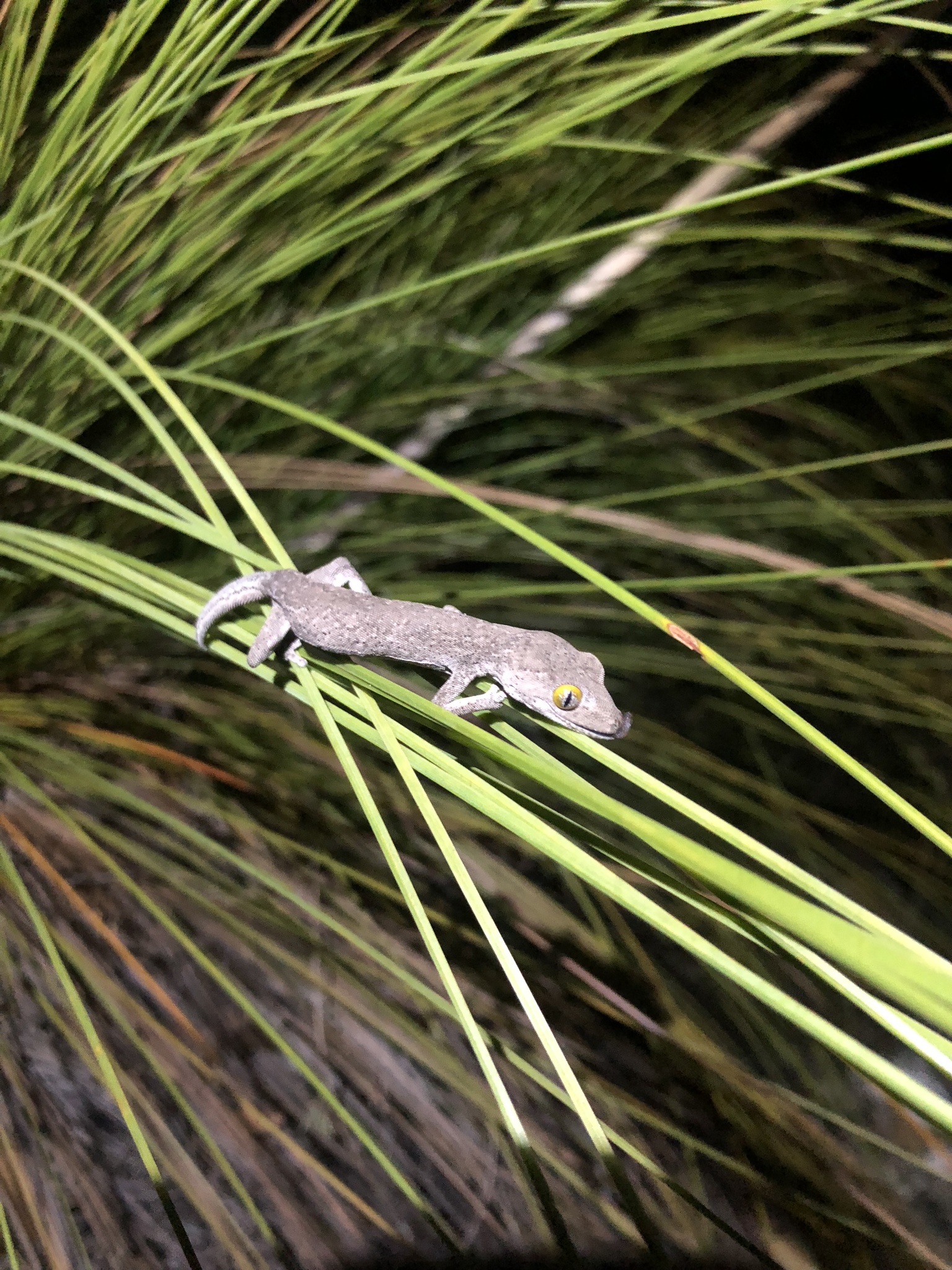 Golden-Eyed Gecko photo 2