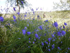 Adenophora stenanthina