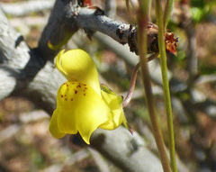 Neogaerrhinum filipes