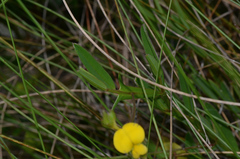 Crotalaria purshii